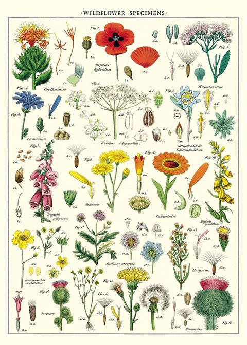 Poster or Gift Wrap - Wildflowers