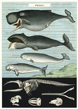 Poster or Gift Wrap - Whales