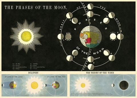 Poster or Gift Wrap Phases of the Moon