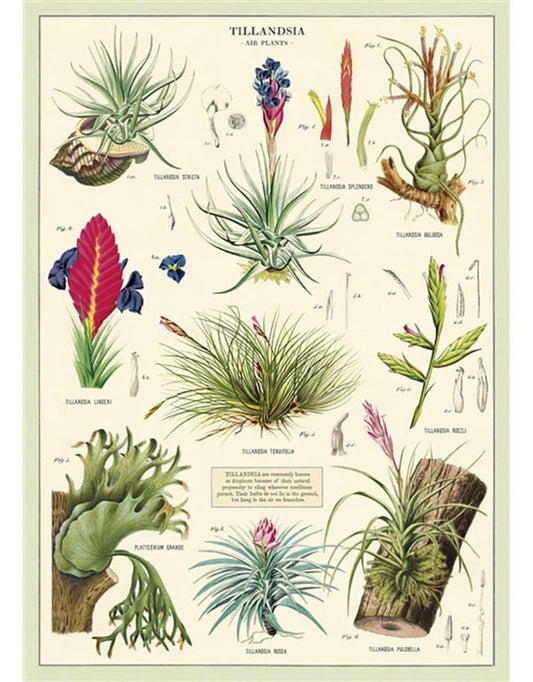 Poster or Gift Wrap - Tillandsia