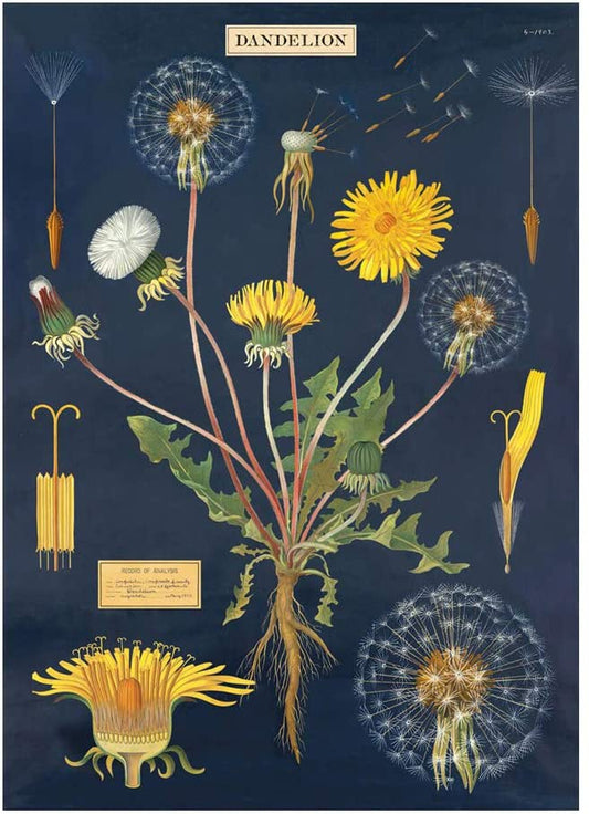 Poster or Gift Wrap - Dandelion