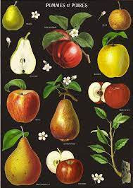 Cavallini Poster Pommes et Poires